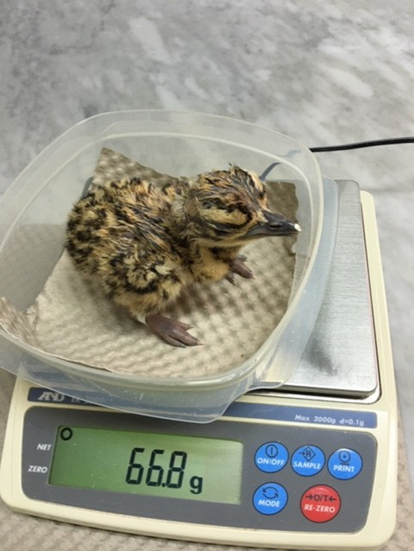 Image for Abu Dhabi Records Species Conservation World’s First With Historic Birth Of Arabian Bustard Via IVF