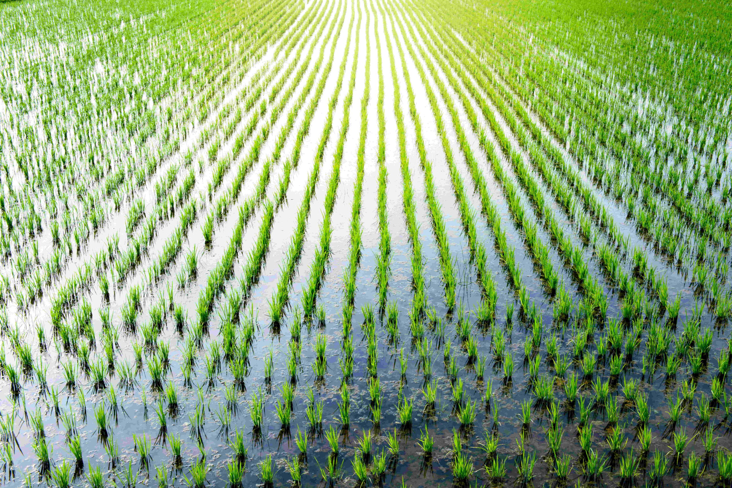 Image for Global Cooling Event 4,200 Years Ago May Have Caused The Evolution Of Rice