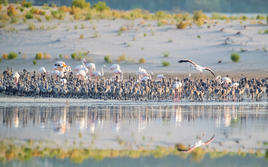 Image for Al Wathba Wetland Reserve Nominated For Middle East’s Responsible Tourism Award