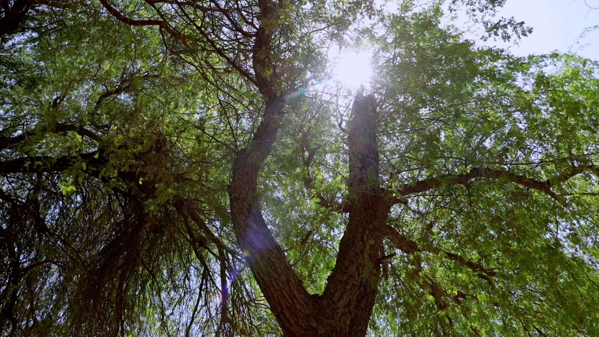 Image for The Environment And Protected Areas Authority In Sharjah Launch The ‘Loved By Zayed’ Initiative