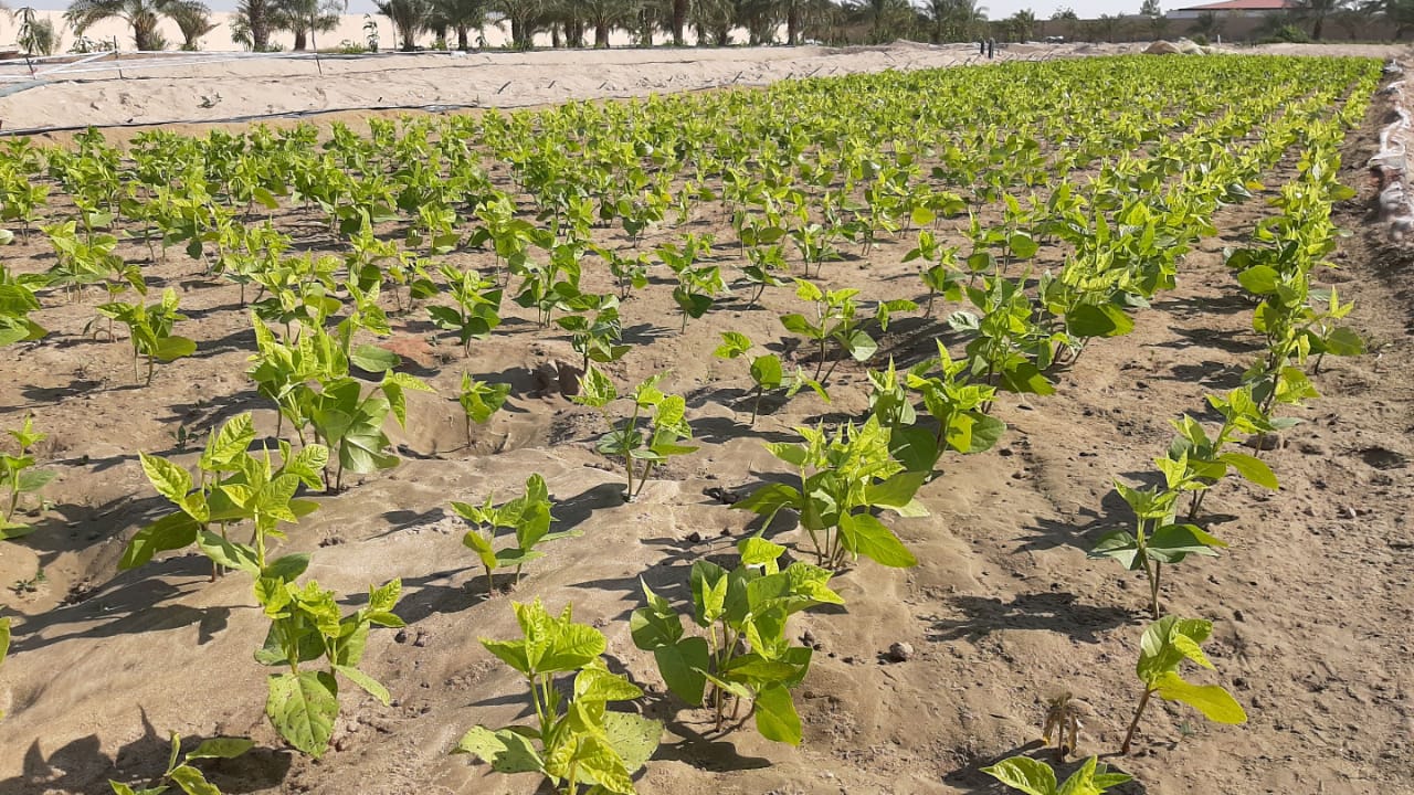 Image for Organic Farming Is Critical To UAE’s Food Security, Says Dake Rechsand, Encourages Entrepreneurs To Invest