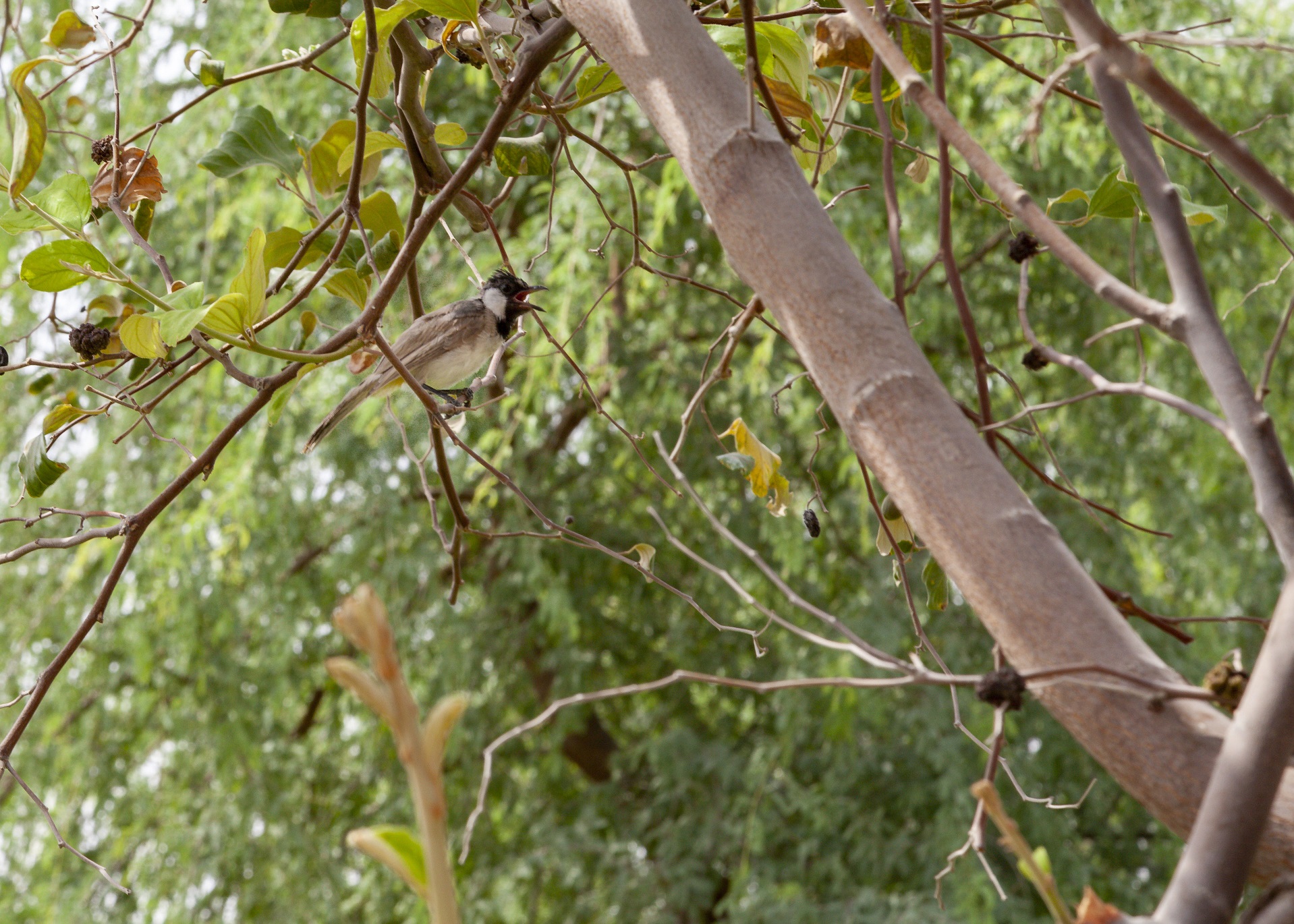 Image for The Sustainable City Deploys Monitoring Equipment To Measure Biodiversity Impact