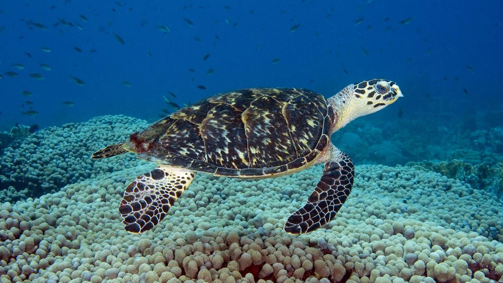 Image for UAE Joins International Efforts To Preserve Marine Life