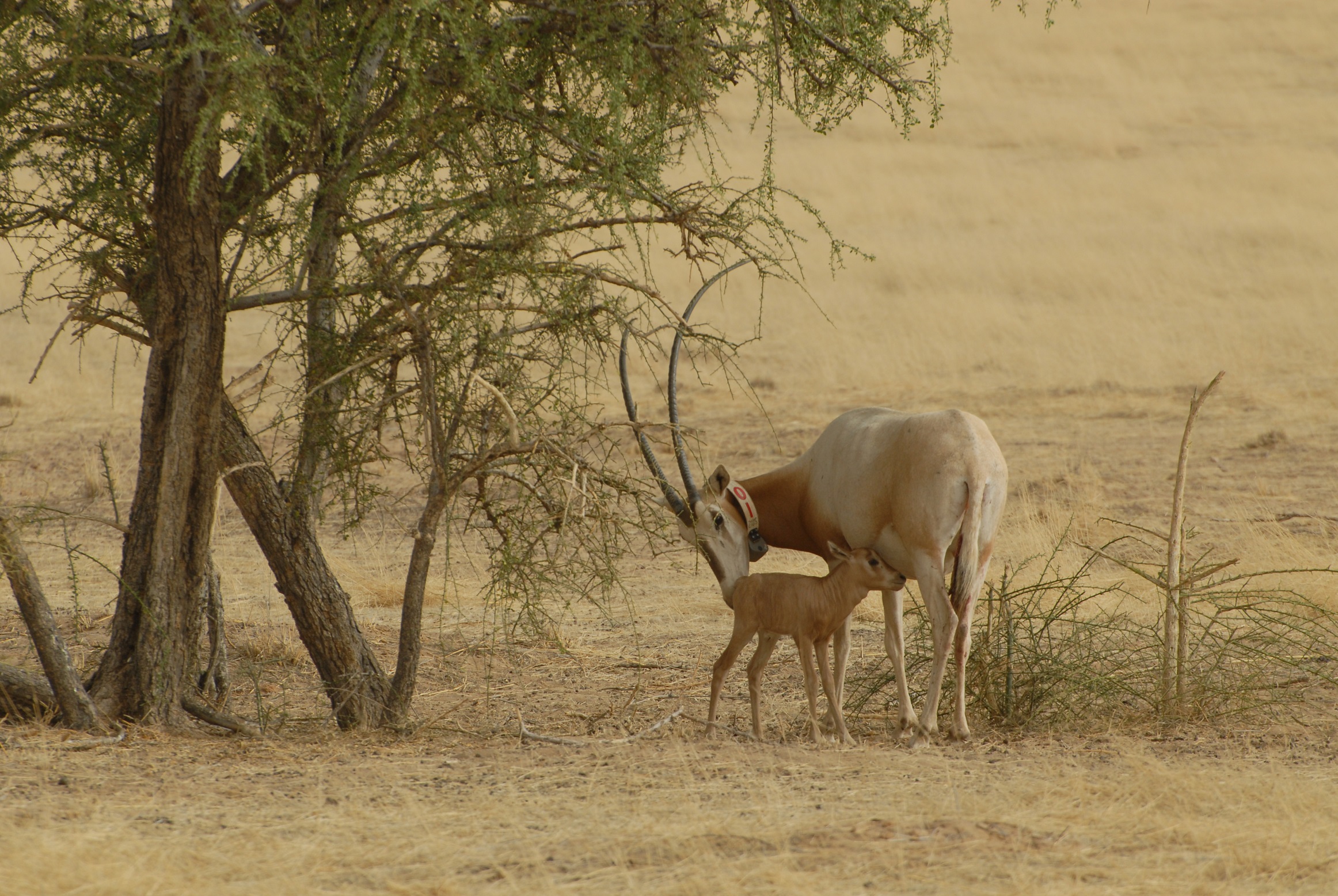 Image for Award Winning Environment Agency – Abu Dhabi Nature Documentaries To Be Aired On Emirates Airline