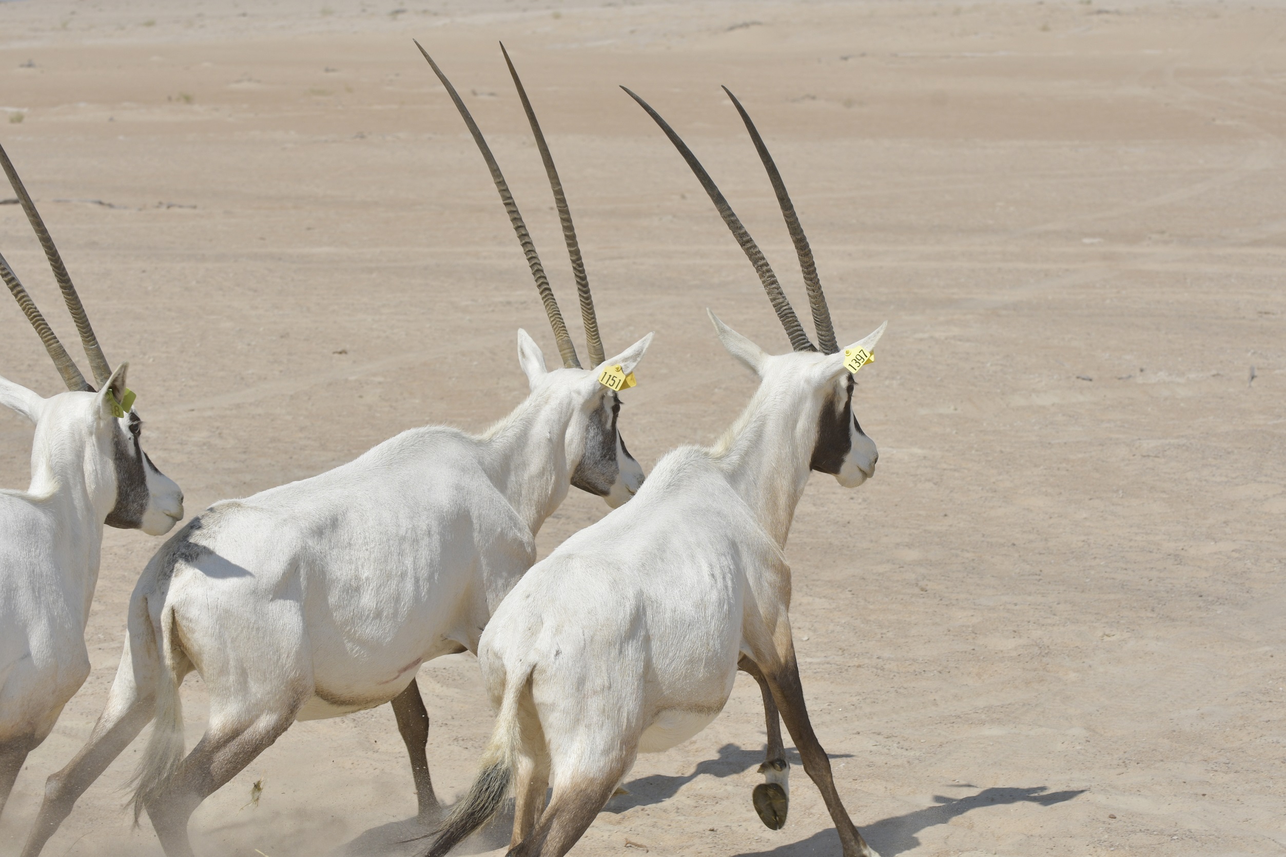 Image for Under The Directions Of Hamdan Bin Zayed Environment Agency – Abu Dhabi Releases A New Group Of Arabian Oryx In The Houbara Protected Area