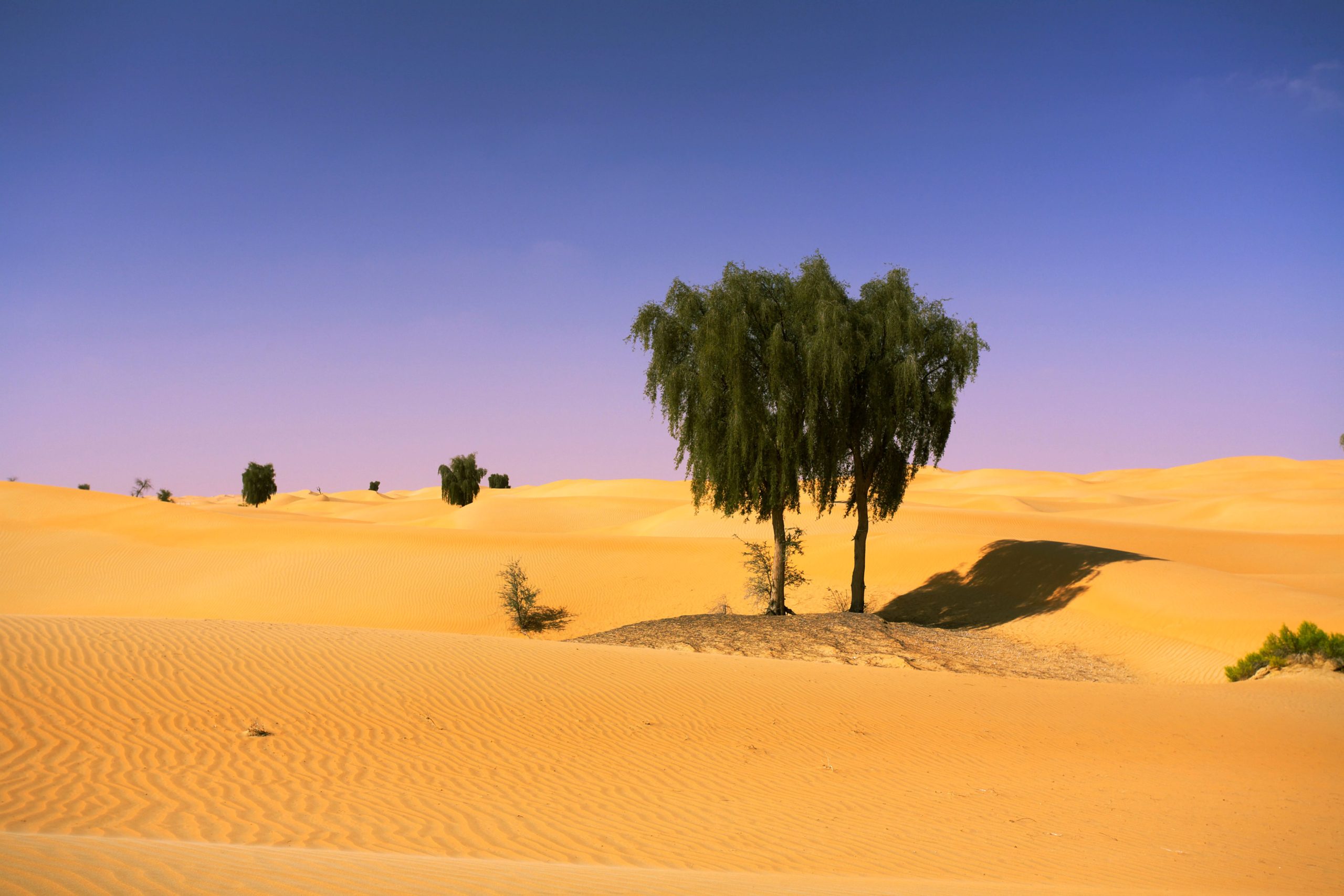 Image for ALFAHIM Group & Connect With Nature Launch Ghaf Youth Majlis