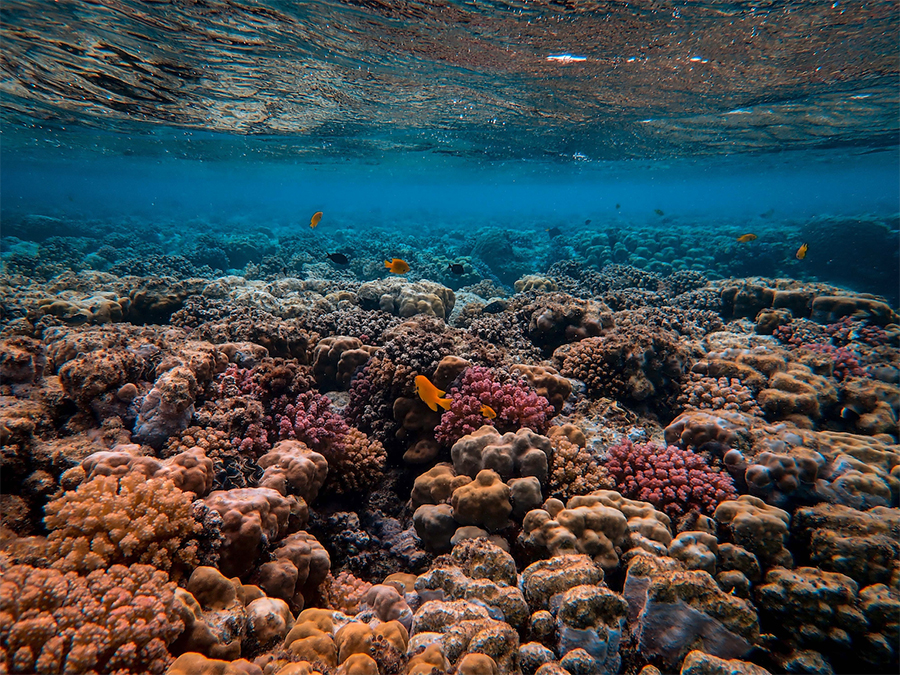 Image for UAE Marine Conservation Organization, Azraq, Launches Campaign To Protect The UAE’s Coral Reefs