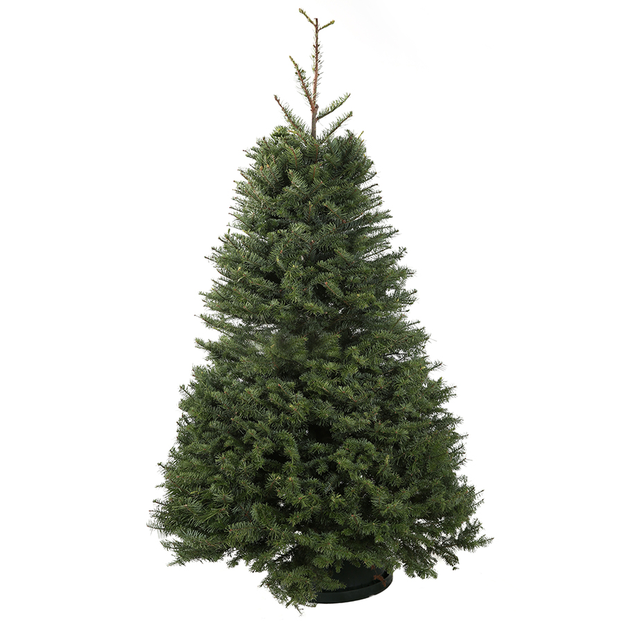 Image for Al Futtaim ACE Turns A White Christmas Green With Its Tree-Cycle Program