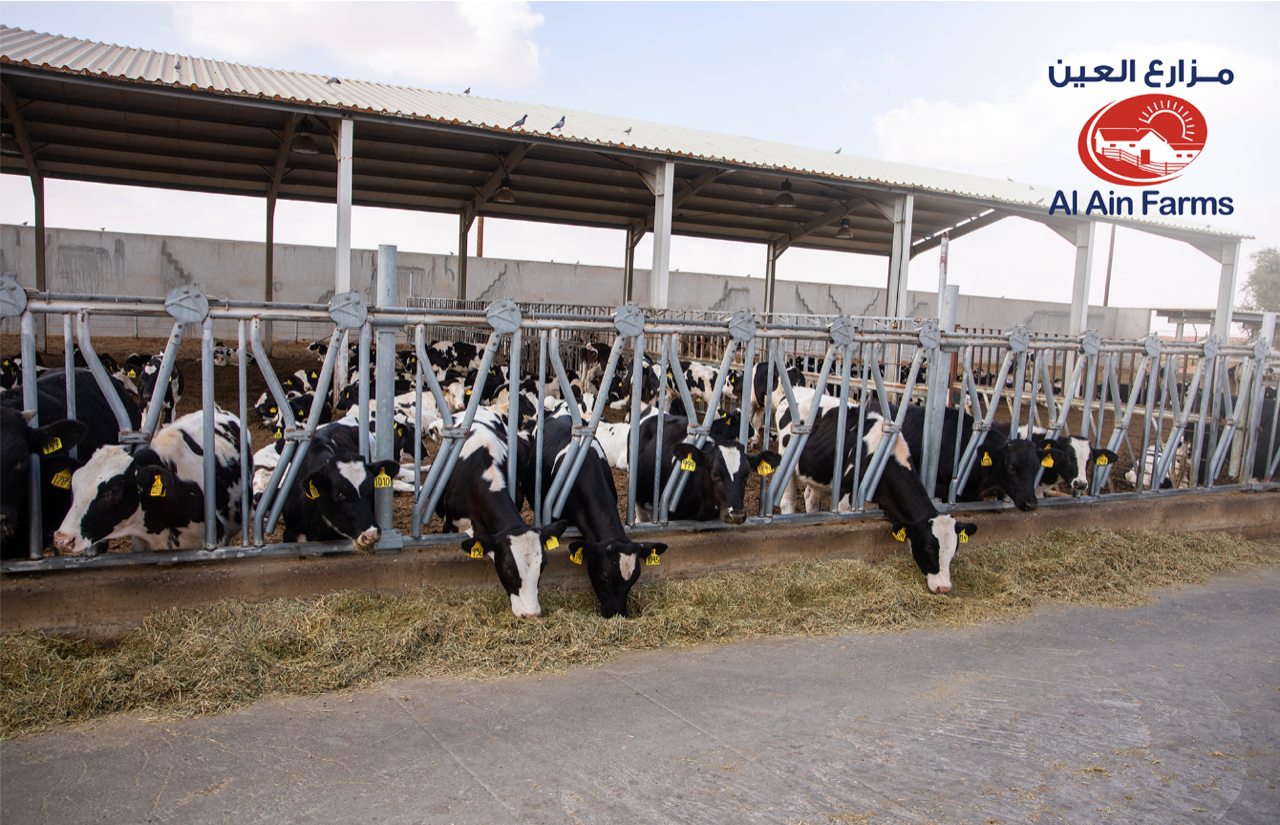 Image for Al Ain Farms Hosts First Ever Bovine Competition In The UAE