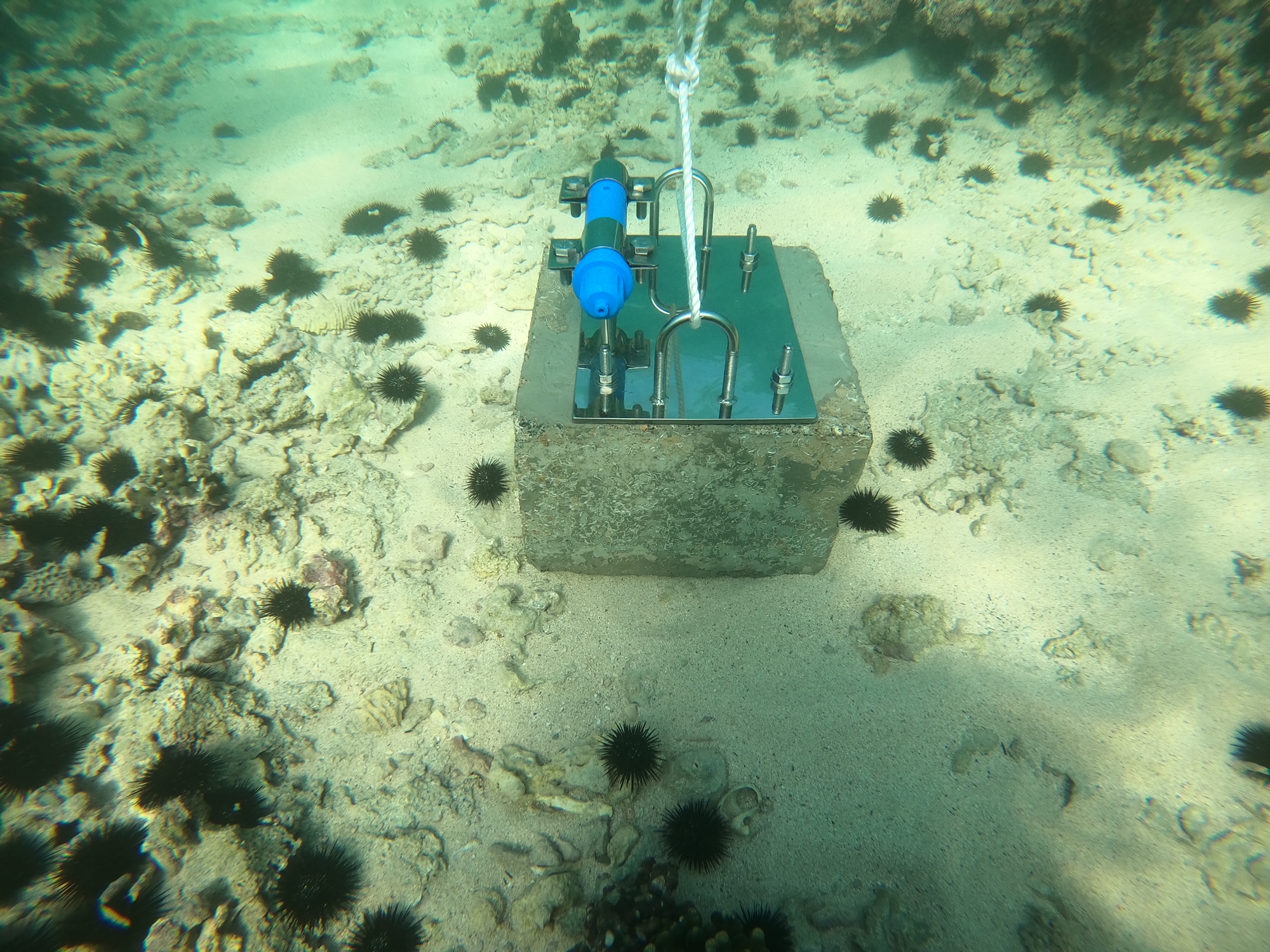 Image for Environment And Protected Areas Authority In Sharjah Launches Project To Monitor Environmental Systems, Meteorology And Marine Factors For Sir Bu Nair Island