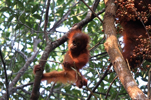 Image for Etihad Airways Boosts Carbon Offset Programme