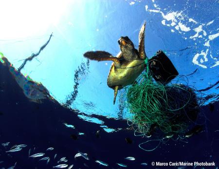 Image for Breitling and Ocean Conservancy: sharing a passion for a clean, healthy ocean