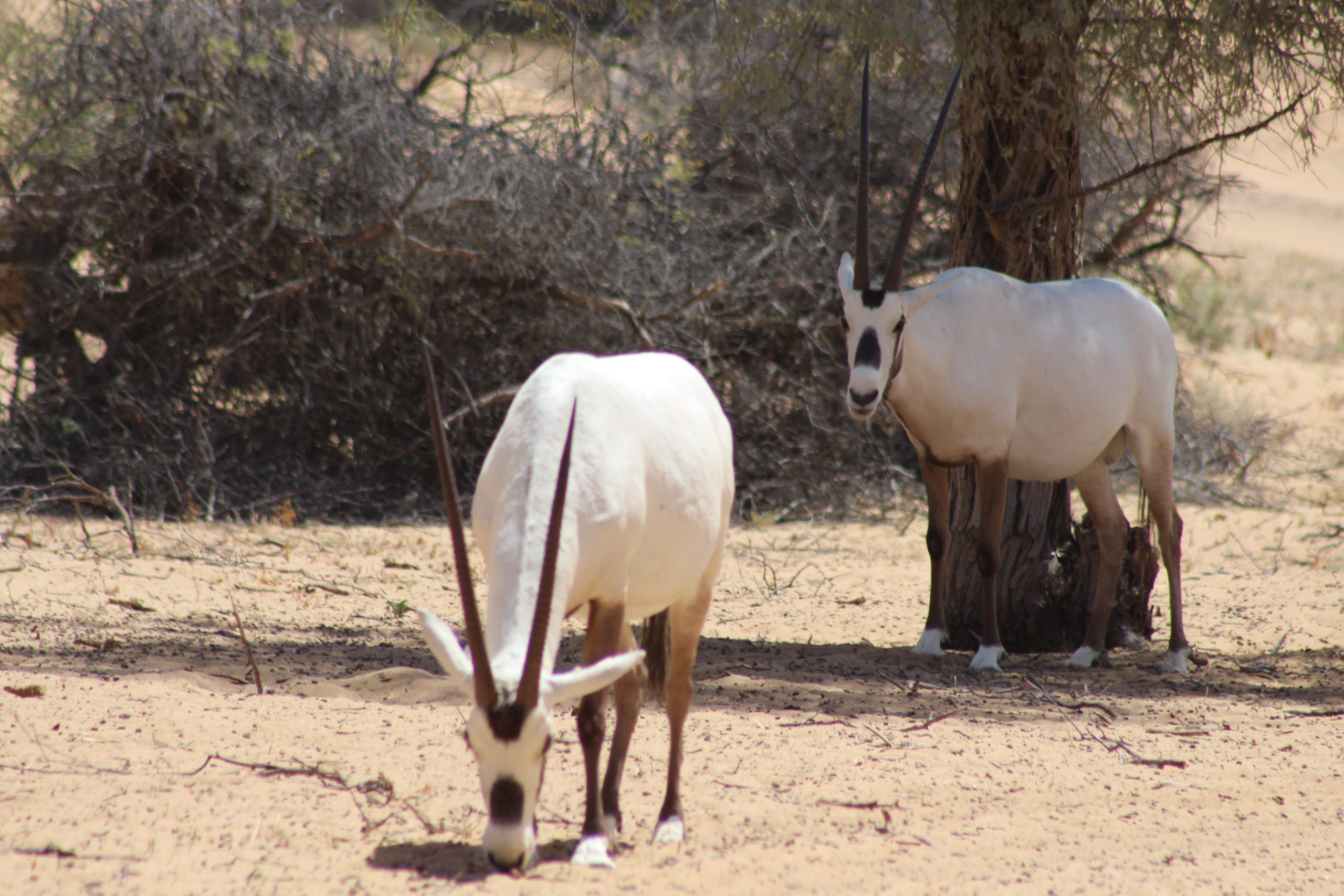 Image for The Environment And Protected Areas Authority In Sharjah Commends The Executive Council’s Decision Regarding Violations Of Biodiversity Conservation In Sharjah