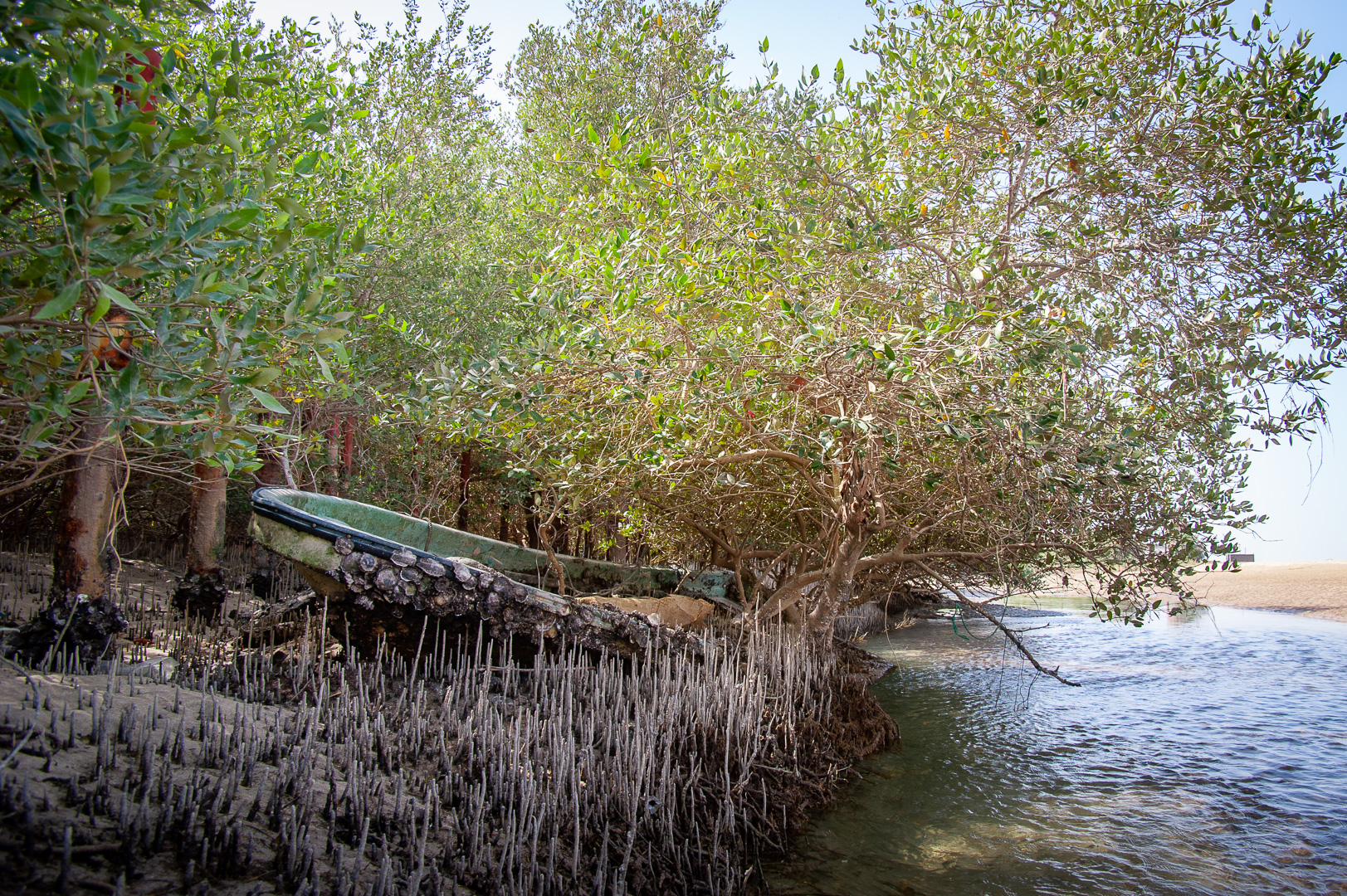 Image for NYU Abu Dhabi Researchers Publish Important New Findings On The Study Of Mangrove Biology