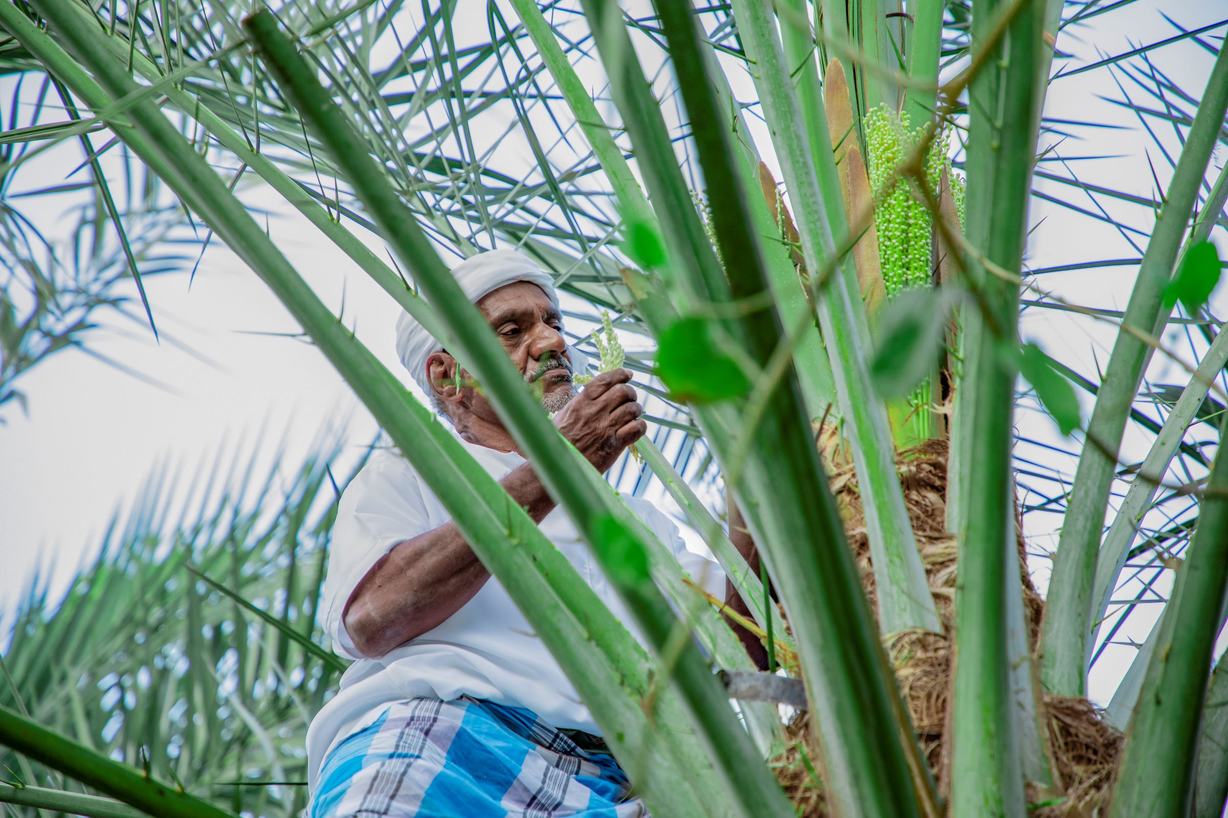 Image for Discover The UAE’s Strong Ties With The Soil At Sharjah Heritage Days