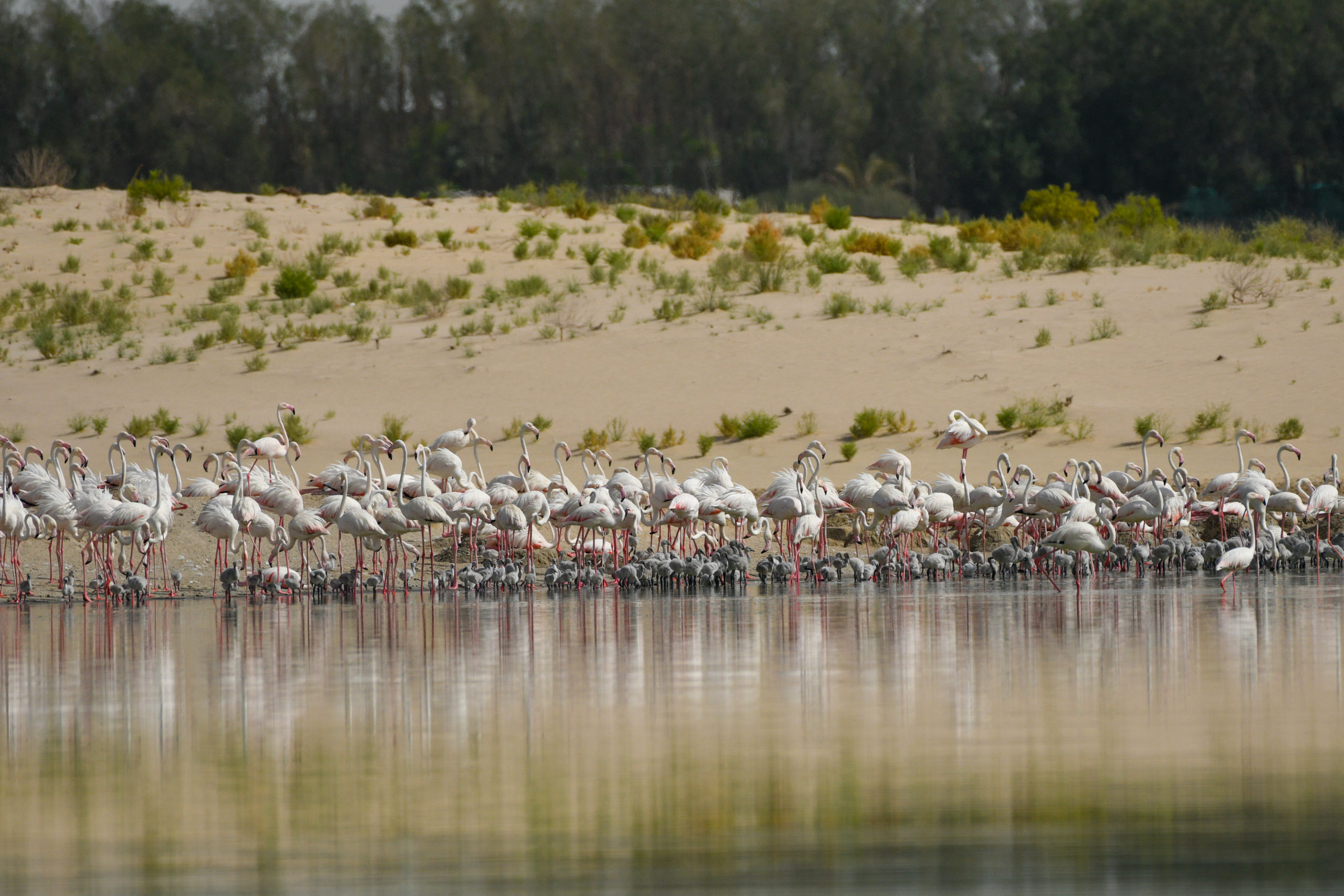Image for Al Wathba Wetland Reserve To Temporarily Close To Protect Bird Nests