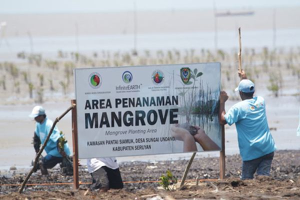 Image for Rimba Raya Biodiversity Reserve Collaborates To Restore Mangrove Forests In Seruyan