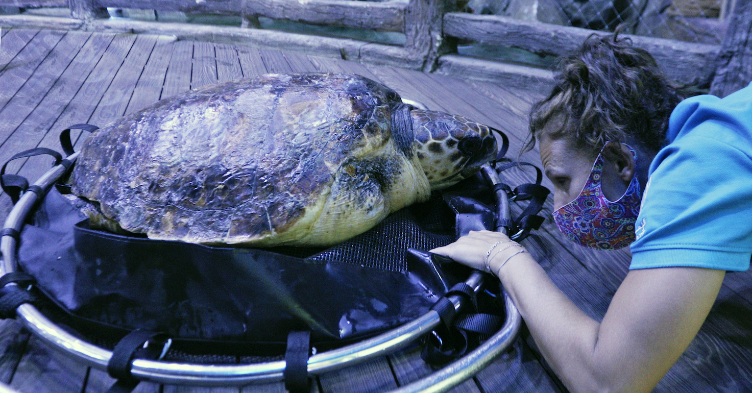 Image for EAD, National Aquarium Team Up To Rescue Endangered Loggerhead Turtle