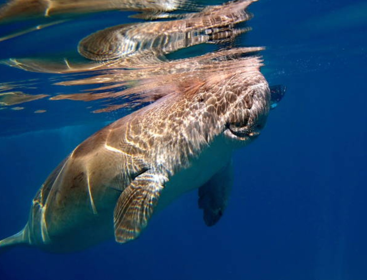 Image for Mubadala Partners With Mohamed Bin Zayed Species Conservation Fund To Protect Endangered Species Around The World