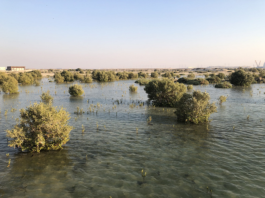 Image for The English College Dubai Joins One Billion Tree-Planting Initiative