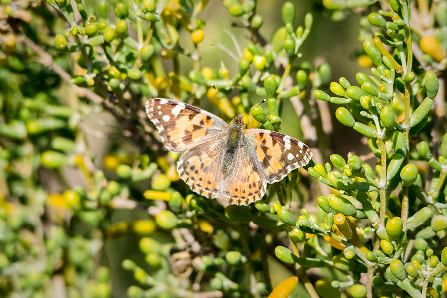 Image for Environment Agency – Abu Dhabi Aims To Apply The City Biodiversity Index In Abu Dhabi To Highlight The Importance Of Its Urban Biodiversity