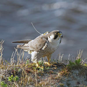 Image for Scientists Uncover The Role Of Genetics And Climate Change In The Migration Of Falcons