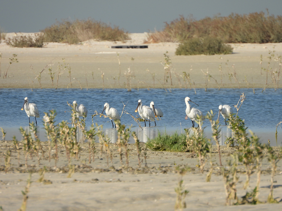 Image for EGA Begins Planting 10,000 Mangroves In Jebel Ali Wildlife Sanctuary In Partnership With The One Billion Tree-Planting Initiative
