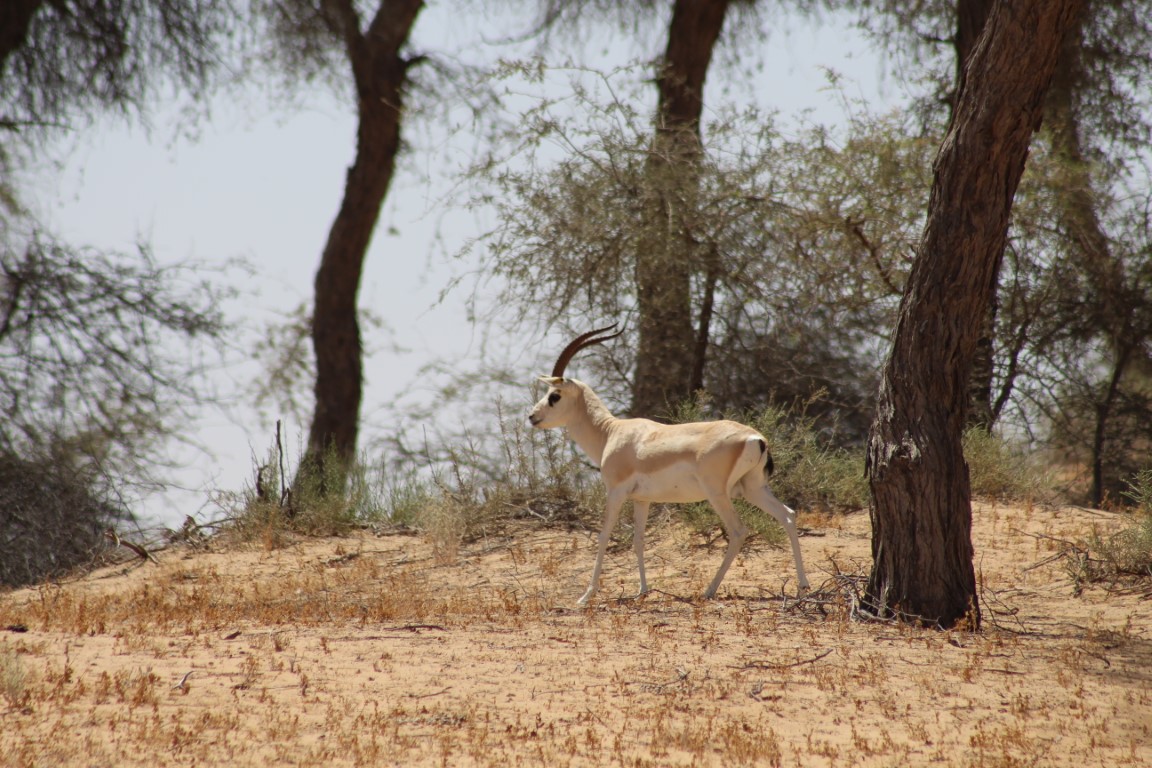 Image for Sharjah Serves As Model In Environmental Leadership