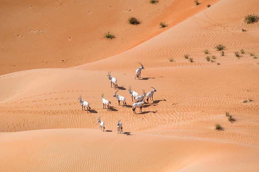 Image for Environment Agency – Abu Dhabi Records  A 22% Increase In The Number Of Arabian Oryx In The Reserve In Al Dhafra Region