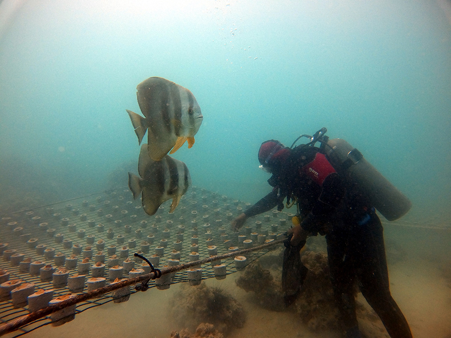 Image for Hamdan Bin Zayed Launches The Largest Coral Reef Rehabilitation Project In The Region