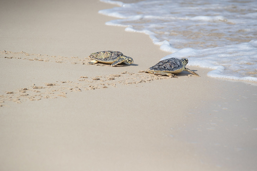 Image for Jumeirah Group Celebrates Conservation Efforts, Releasing 30 Rehabilitated Sea Turtles Into The Arabian Gulf On World Sea Turtle Day