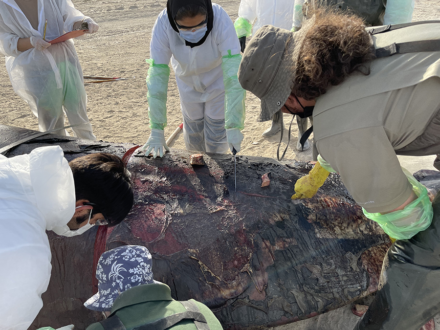 Image for The Environment And Protected Areas Authority In Sharjah Participates In A Bryde’s Whale Necropsy In Cooperation With Zayed University