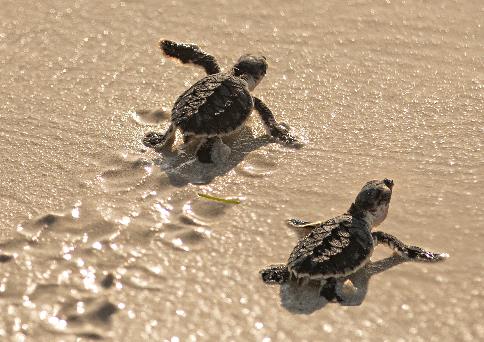 Image for “Protect Baby Turtles” Program With Emirates Marine Environmental Group And Pampers
