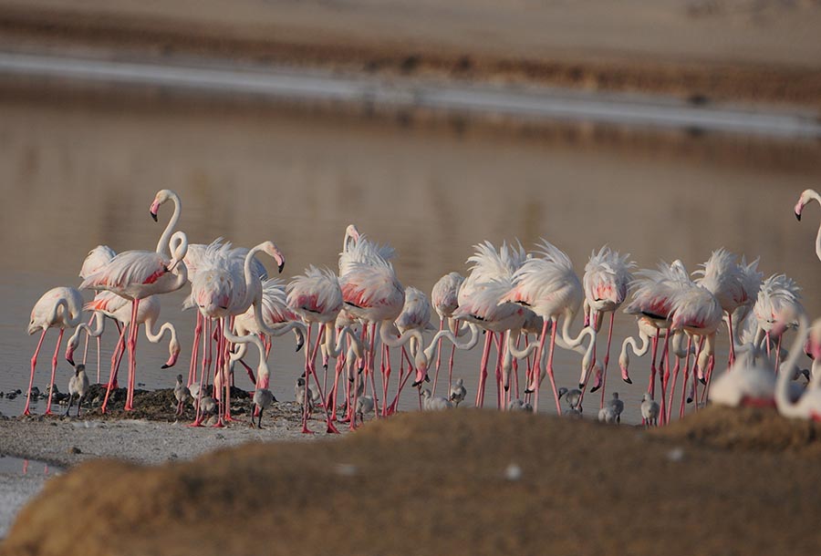 Image for EAD And Wetlands International Launch A New Online Portal For The World’s Waterbird Populations