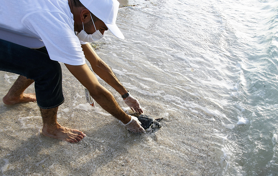 Image for Abu Dhabi And Emirates Nuclear Energy Corporation’s JV Operating And Maintenance Subsidiary Nawah Partner Released Rescued Turtles Back Into Their Natural Habitats