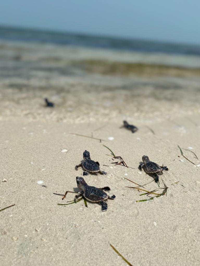 Image for Critically Endangered Hawksbill Turtles Hatch At EGA’s Al Taweelah Beach