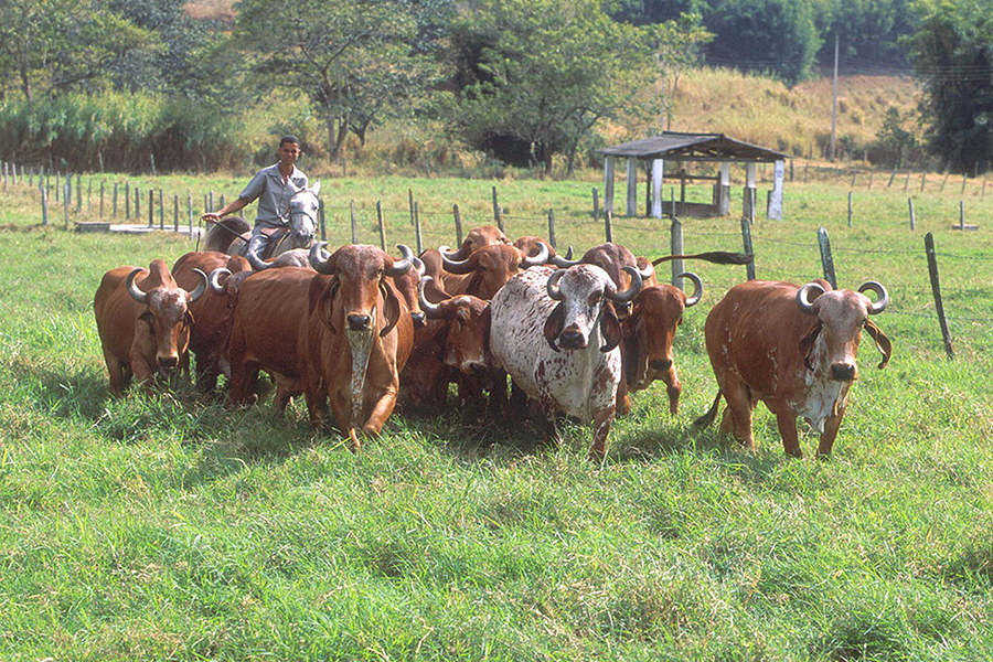 Image for Best Practices For Livestock Ranchers
