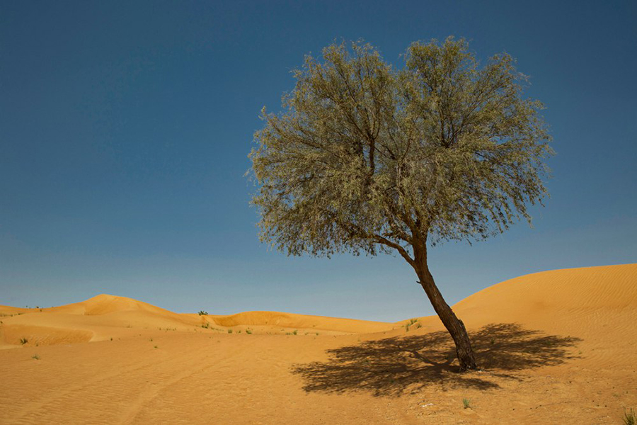 Image for Ghaf Trees Enhance Sustainability, Spread Spirit Of Tolerance At Expo 2020 Dubai