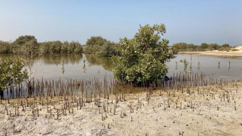 Image for DP World Mangrove Forest Project Aimed At Safeguarding The UAE’s Environment