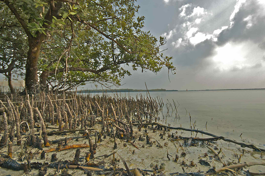 Image for In Alignment With UAE Government Vision, EAD Leads Several Projects To Combat Climate Change In Abu Dhabi