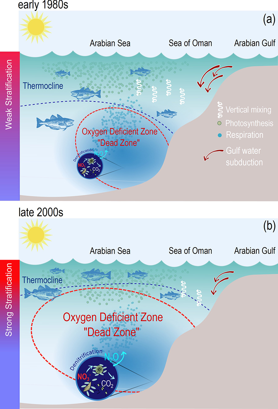 Image for NYU Abu Dhabi Researchers Demonstrate How Warming Waters Are Driving Arabian Sea Deoxygenation