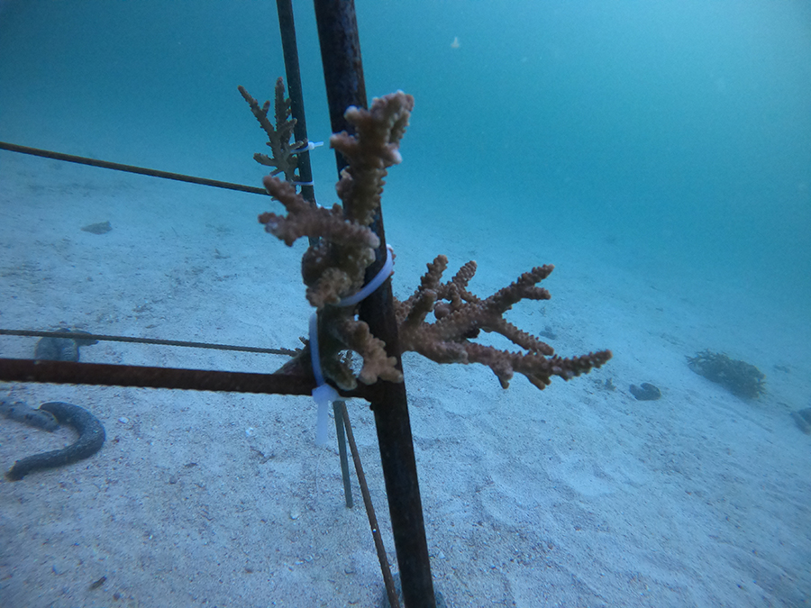 Image for Emirates Draw Launches Long-Term CORAL REEF Restoration Programme