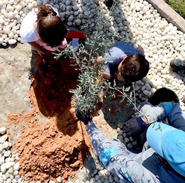 Image for 50 For 50: Provis Plants 50 Ghaf Trees To Celebrate The UAE’s 50th National Day