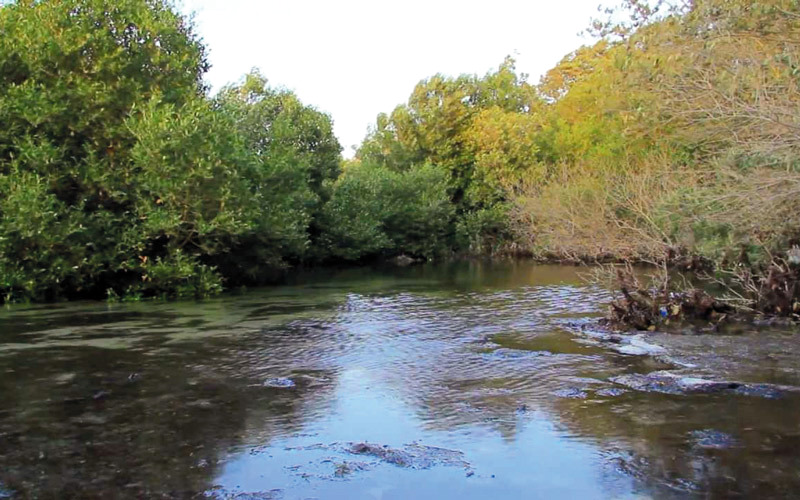 Image for TAQA, AQDAR, Blue Forest Partner On UAE’s Largest Employee-Led Tree Planting Initiative To Mark UAE’s 50th
