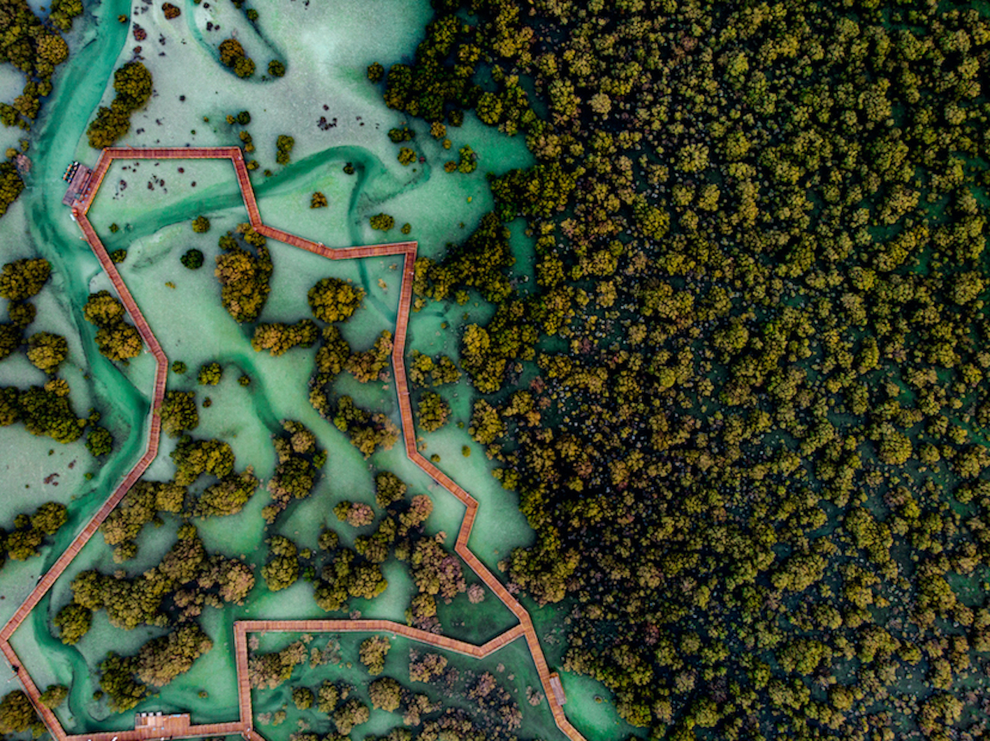 Image for IFZA Partners With Jubail Island To Plant 10,000 Mangrove Trees As Part Of Its Grow Initiative