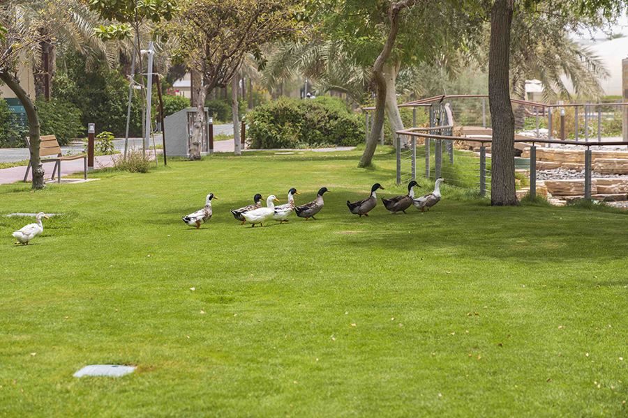 Image for The Sustainable City Celebrates Biodiversity On The Occasion Of World Environment Day