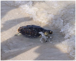 Image for Jumeirah Group’s Dubai Turtle Rehabilitation Project Releases Rescued Turtles And Signs Strategic Partnership With Government Of Fujairah To Boost Marine Conservation