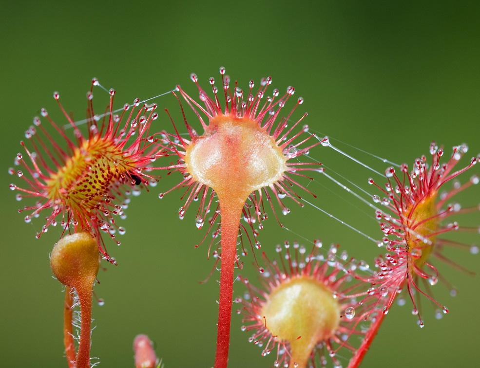 Image for Wild Arrival: The Green Planet Welcome Region’s First Carnivorous Plants Exhibit