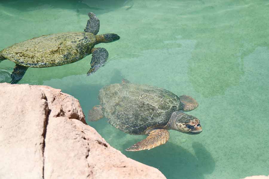 Image for Sea Turtle Conservation Project Ripples Into Ecological And Awareness Gains Across The Region
