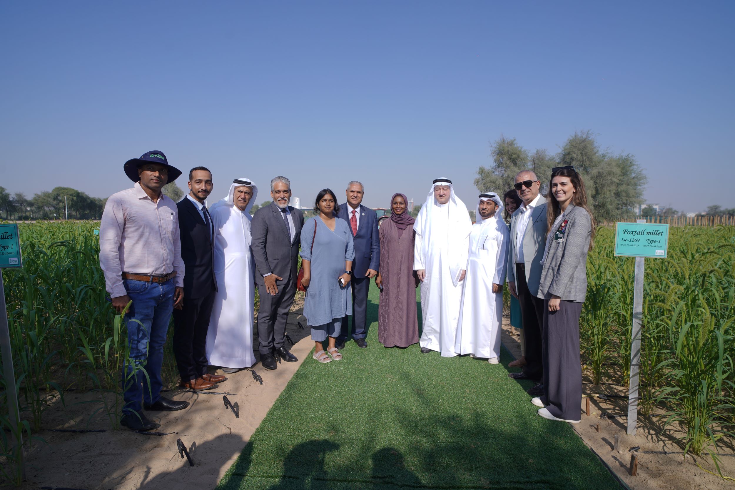 Image for ICBA Launches Millet Demo Farm on COP28 Sidelines